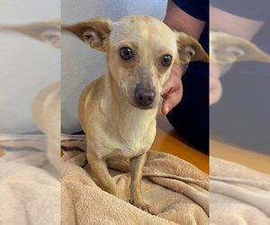 Chihuahua Dogs for adoption in Rancho Cucamonga, CA, USA
