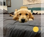Puppy Yellow Golden Retriever