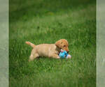 Small Photo #7 Labrador Retriever Puppy For Sale in FRESNO, OH, USA