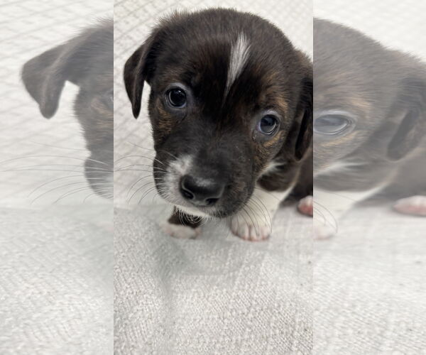 Medium Photo #3 Toy Rat Doxie Puppy For Sale in Holly Springs, NC, USA