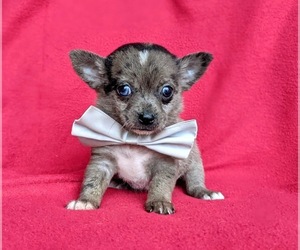 Chiranian Puppy for sale in LINCOLN UNIV, PA, USA