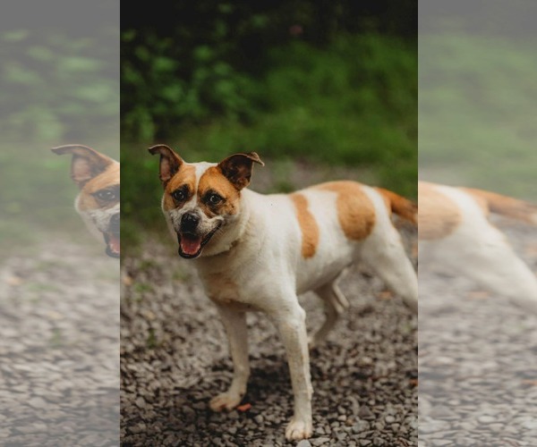 Medium Photo #4 Shepradors Puppy For Sale in Lewistown, PA, USA