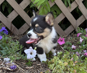 Pembroke Welsh Corgi Puppy for sale in THORP, WI, USA
