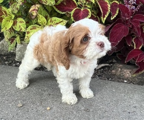 Medium Photo #7 Cavapoo (Miniature) Puppy For Sale in KALONA, IA, USA
