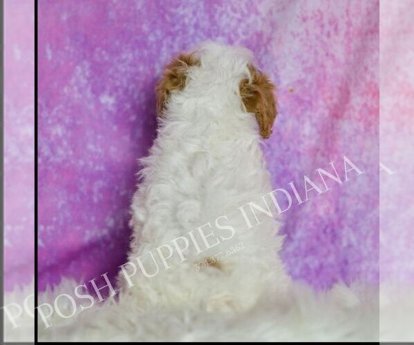 Medium Photo #6 Poodle (Toy) Puppy For Sale in WARSAW, IN, USA