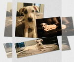 Small #6 Mutt