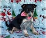 Small Photo #1 Texas Heeler Puppy For Sale in LANCASTER, PA, USA