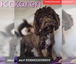 Small Photo #1 Havanese Puppy For Sale in TUCSON, AZ, USA