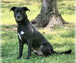 Small #2 Labrador Retriever Mix