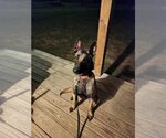 Small #1 Mutt
