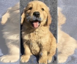 Golden Retriever Puppy for sale in SANTA ANA, CA, USA