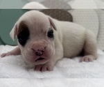 Small #5 Boxer