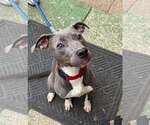 Small #1 Mutt