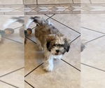 Litter of 2 - Male Shih TzuLitter of Puppies for Sale - Photo #10