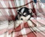 Small Photo #4 Pomsky Puppy For Sale in KENTWOOD, MI, USA