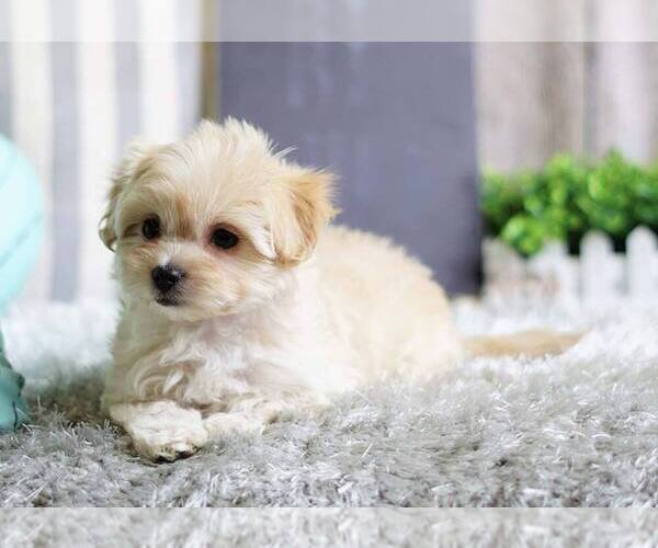 Medium Photo #1 Maltipoo-Unknown Mix Puppy For Sale in FULLERTON, CA, USA