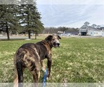 Small #10 Catahoula Leopard Dog Mix