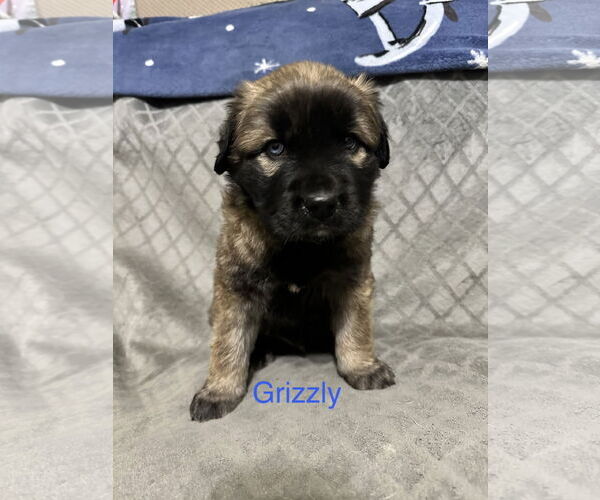 Medium Photo #4 Labrador Retriever-Unknown Mix Puppy For Sale in Ball Ground, GA, USA