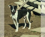 Small #7 Mutt