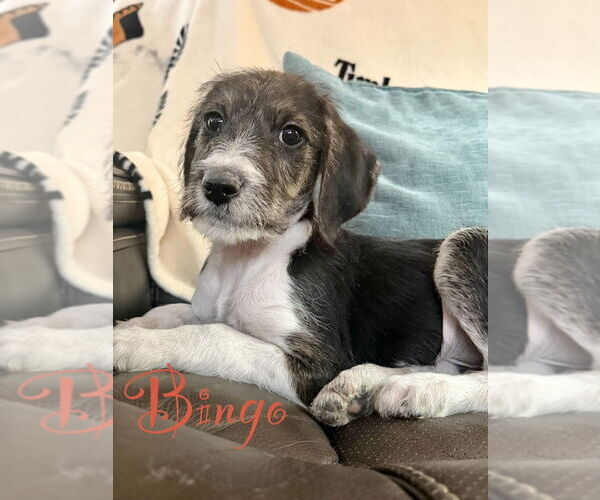 Medium Photo #1 Beagle-Unknown Mix Puppy For Sale in Springdale, PA, USA