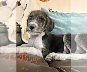 Beagle Mix Dog for Adoption in Springdale, Pennsylvania USA