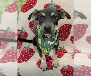 Shepweiller Dogs for adoption in SHERBURNE, NY, USA