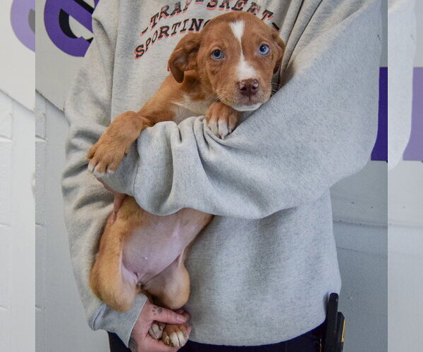 Medium Photo #4 Catahoula Leopard Dog-Labrador Retriever Mix Puppy For Sale in Huntley, IL, USA
