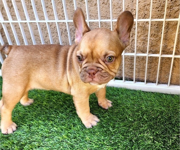 Medium Photo #18 French Bulldog Puppy For Sale in LAS VEGAS, NV, USA
