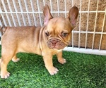 Small #17 French Bulldog