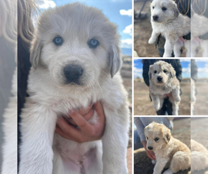 Anatolian Shepherd-Great Pyrenees Mix Puppy for sale in FALCON, CO, USA