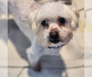 Cooper - Male Silkese Dog for Adoption - Photo #3