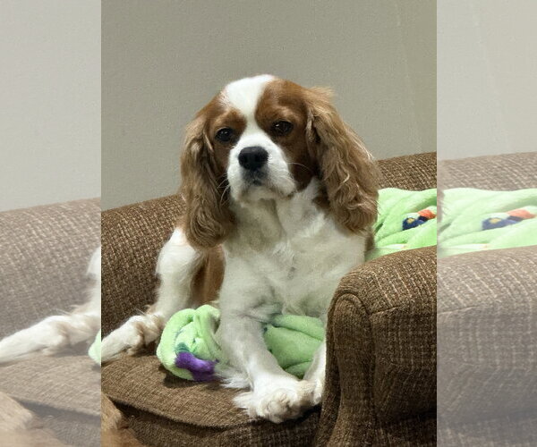Medium Photo #4 Cavalier King Charles Spaniel Puppy For Sale in Sioux Falls, SD, USA
