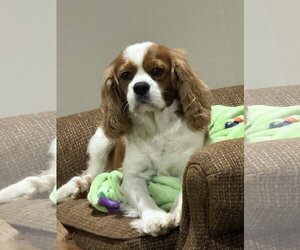 Misty - Female Cavalier King Charles Spaniel Dog for Adoption - Photo #4