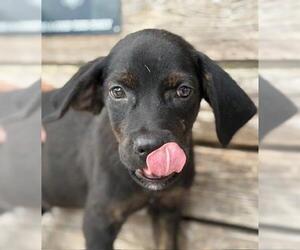American Pit Bull Terrier-Labrador Retriever Mix Dogs for adoption in Tulsa, OK, USA