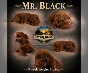 Medium Labrador Retriever