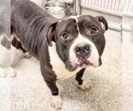 Small #1 American Pit Bull Terrier