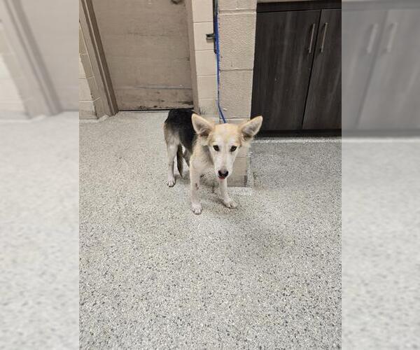 Medium Photo #1 German Shepherd Dog-Unknown Mix Puppy For Sale in Conroe, TX, USA