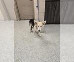 Small German Shepherd Dog Mix