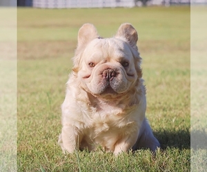 Father of the French Bulldog puppies born on 04/08/2025
