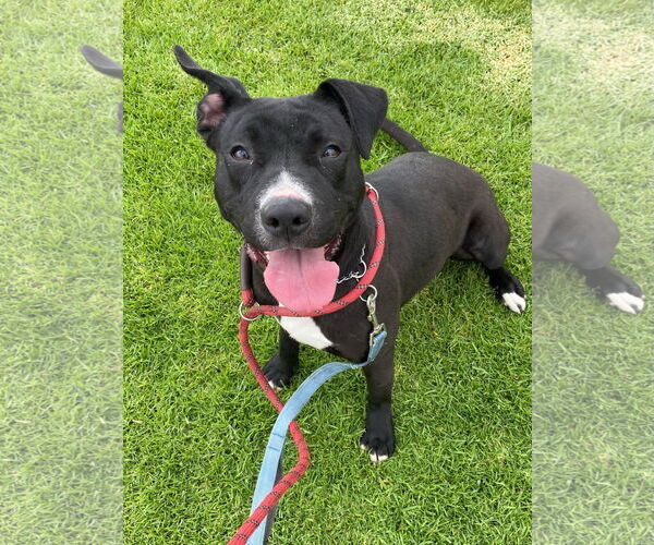 Medium Photo #4 Labrador Retriever-Unknown Mix Puppy For Sale in San Diego, CA, USA
