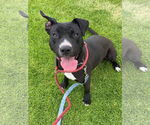 Small #3 Labrador Retriever Mix