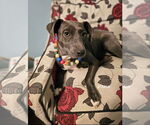 Small #4 American Staffordshire Terrier Mix