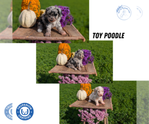 Medium Poodle (Toy)