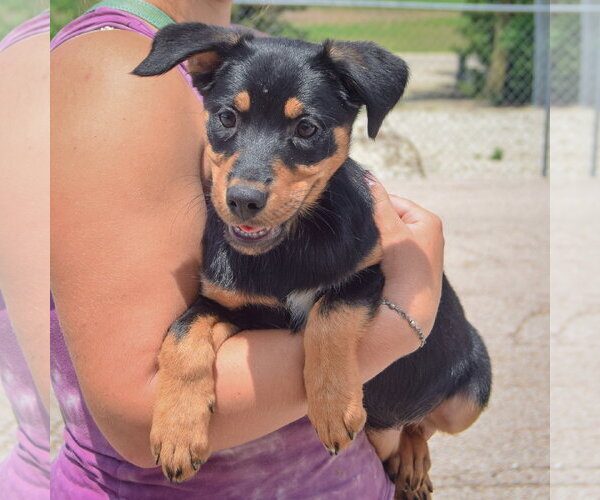 Medium Photo #4 Australian Shepherd-Unknown Mix Puppy For Sale in Huntley, IL, USA