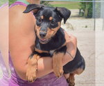 Small #3 Australian Shepherd Mix