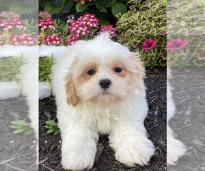 Shih Tzu Puppy for Sale in CANOGA, New York USA