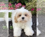 Small Shih Tzu