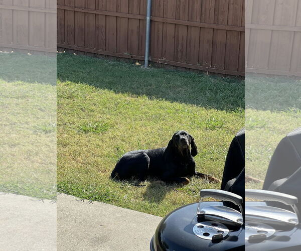 Medium Photo #8 Coonhound Puppy For Sale in McKinney, TX, USA