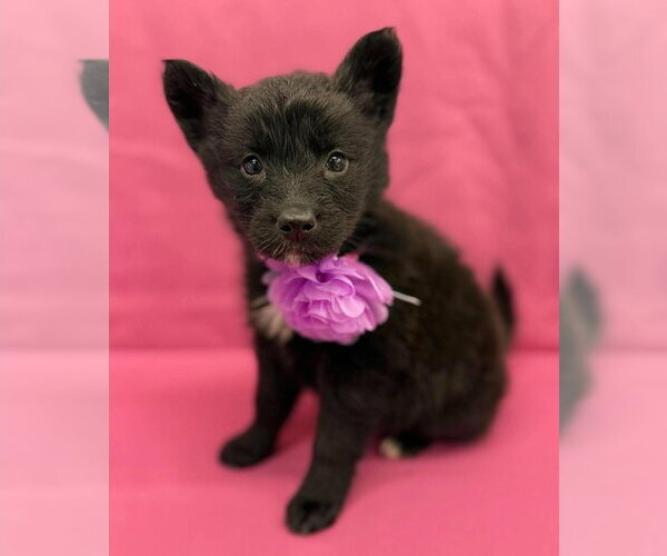 Medium Photo #1 Gerberian Shepsky Puppy For Sale in Lakewood, CO, USA