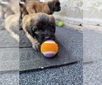 Small #2 Saint Berdoodle
